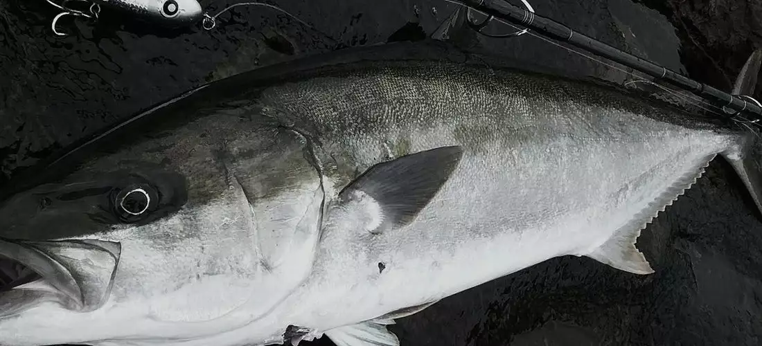 MC Works 22 Strange Blue SBL100HX SP - Image 5