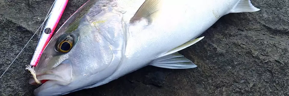 MC WORKS 2022 RB99RS-1 STD - Image 4