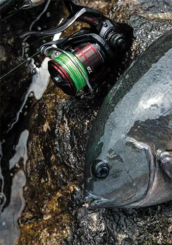 2019 Daiwa Cygnus LBD - Image 8