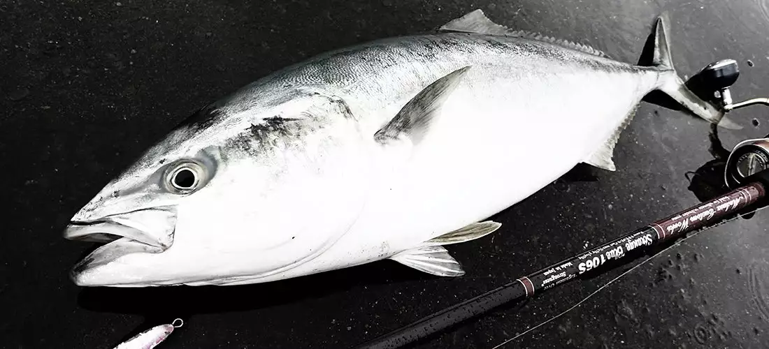 MC Works 2022 Strange Blue SBL106S - Image 4